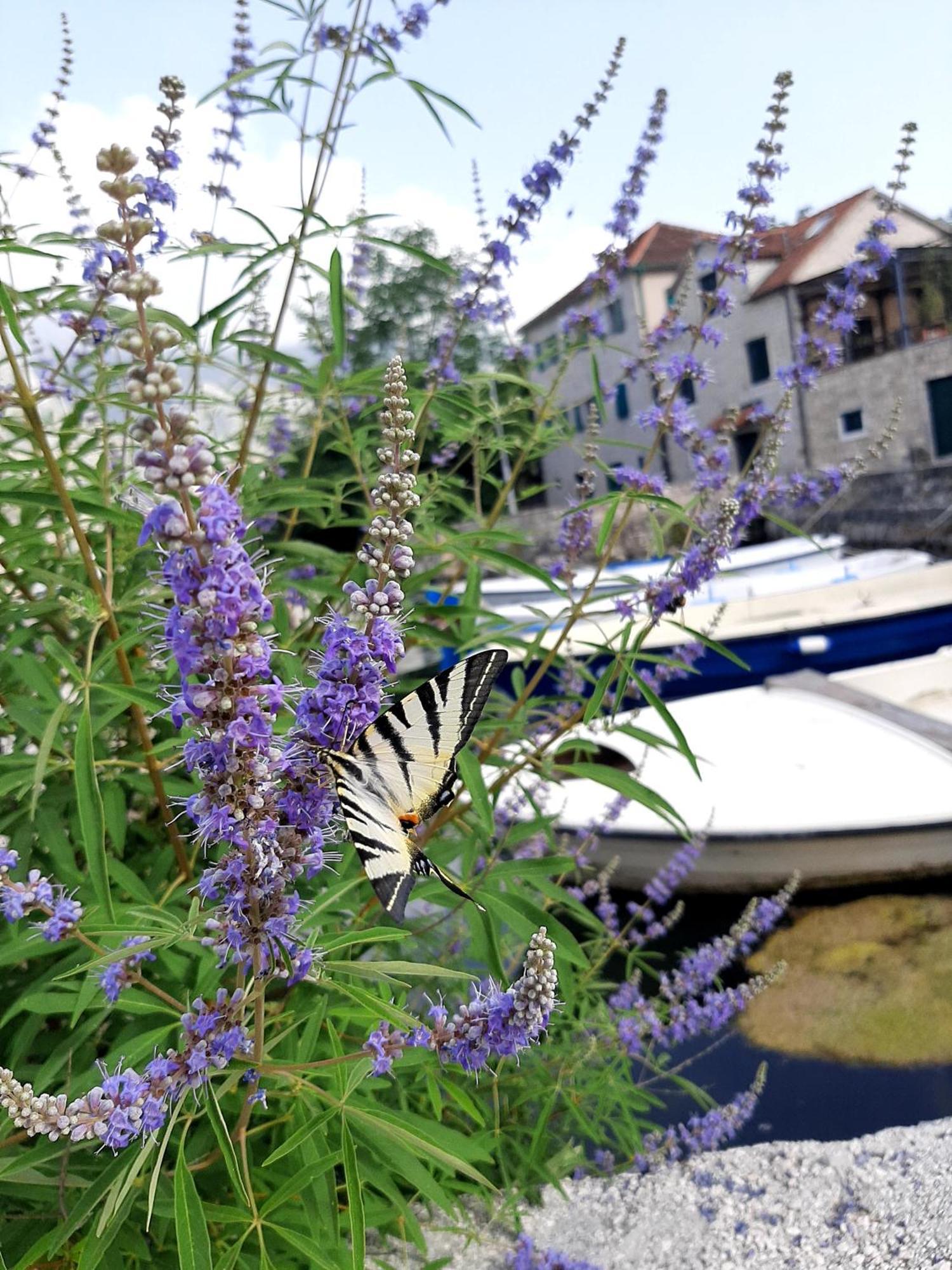 Apartment Blue Eye, Prcanj Kotor